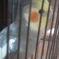 عروس هلندی نر