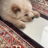 چاو چاو|سگ|کرج, عظیمیه|دیوار