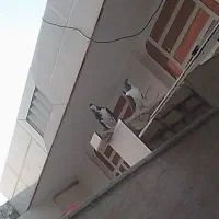 جفت شهری