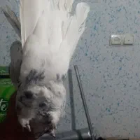 کبوتر|پرنده|خفر, |دیوار