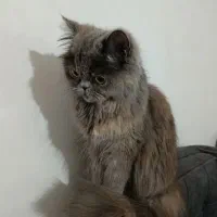 گربه