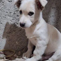 توله اصیل فیندو سه ماهه