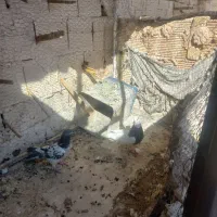 کبوتر گمشده