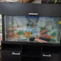 اکواریوم