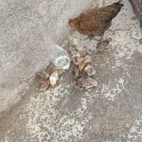 30تا جوجه 14روزه به فروش میرسد