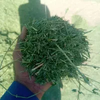 خوراک دام یونجه علف بیده خاش