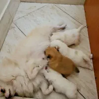 پامر ماده بالغ پامرانین|سگ|تهران, توحید|دیوار