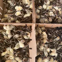 تخم نطفه دار بلدرچین و گوشت و جوجه بلدرچین|حیوانات مزرعه|مشهد, جانباز|دیوار