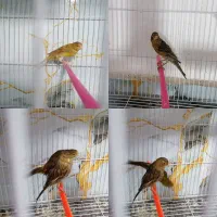 قناری نرو ماده سبز دارچینی....|پرنده|مشهد, کوی سیدی|دیوار