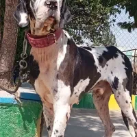 گریت دین نر ۱/۵ساله درشت|سگ|تهران, چیتگر جنوبی|دیوار