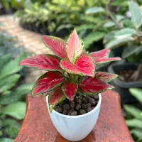 گلخونه گاردن سیتی آپارتمانی|گل و گیاه طبیعی|محمودآباد, |دیوار