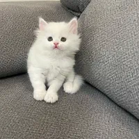 پشمالو های آروم|گربه|کرمانشاه, |دیوار