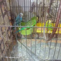 مرغ عشق با قفس