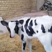 آگهی ویژه فروش گوساله شیری نژاد هلینشتاین اصل