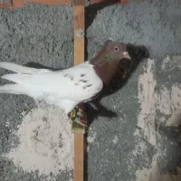 کبوتر پرشی و جفتی دم سفید و سار|پرنده|بجنورد, |دیوار