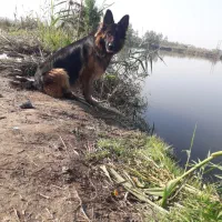 گمشده|سگ|فریدونکنار, |دیوار