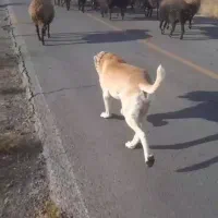 سگ گله|سگ|تربتحیدریه, پائین ولایت|دیوار