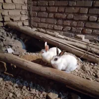 خرگوش جوان دو تا ماده