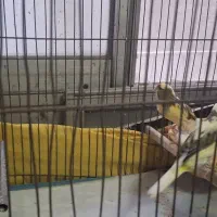 یک جفت قناری نر و ماده مولد