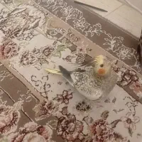 عروس هلندی گم شده