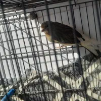 قناری نر|حیوانات مزرعه|فرخ‌شهر, |دیوار