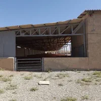 رهن/اجاره دامپروری (گاوداری شیری و پرواری)