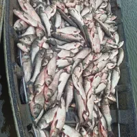 ماهی|خوردنی و آشامیدنی|دیواندره, |دیوار