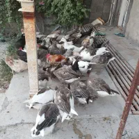 مرغ خروس محلی اصل نژاددار
