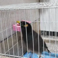 مرغ مینا ۵ساله