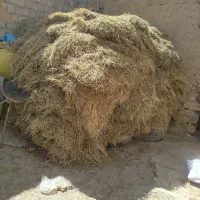 فروش یونجه و علوفه تازه
