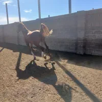 اسب سیلمی سواری|اسب و تجهیزات اسبسواری|فسا, |دیوار