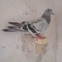 سه تا شهری 1شامی پلاکی|پرنده|شیراز, شهرک ترکان|دیوار