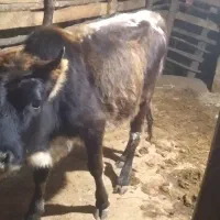 لیشه چالوسی|حیوانات مزرعه|سنگر, |دیوار