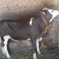 گوساله ماده سیمینتال