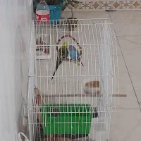 مرغ عشق|پرنده|پاکدشت, پاکدشت (مامازند)|دیوار