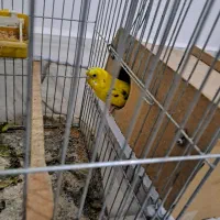 مرغ عشق|پرنده|مسجد سلیمان, |دیوار