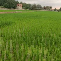 برنج