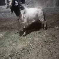 بز نر|حیوانات مزرعه|کرمانشاه, |دیوار