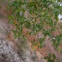زمین-پسته
