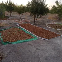 بادام شیرین
