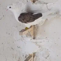 کفتر|پرنده|مرودشت, کناره|دیوار