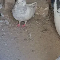 کبوتر خالسبز عتیقه|پرنده|خاش, |دیوار