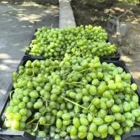 غوره|خوردنی و آشامیدنی|الشتر, |دیوار