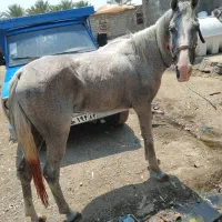 اسب نریون عرب کورسی|اسب و تجهیزات اسبسواری|رودخانه, |دیوار