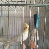 عروس هلندی ۸ ماهه سرحال
