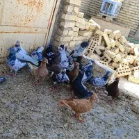 پرنده