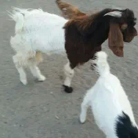 کهره نر