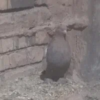 سینه سوسنی ماده پاری|پرنده|چادگان, |دیوار