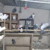 کبوتر|پرنده|تهران, هفده شهریور|دیوار