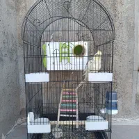 یه جفت جوجه عروس هلندی ۴ ماه|پرنده|چرام, |دیوار